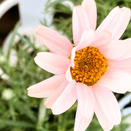 Rhodanthemum — The Apricot-Colored Flower That Blooms Like a Small Confection