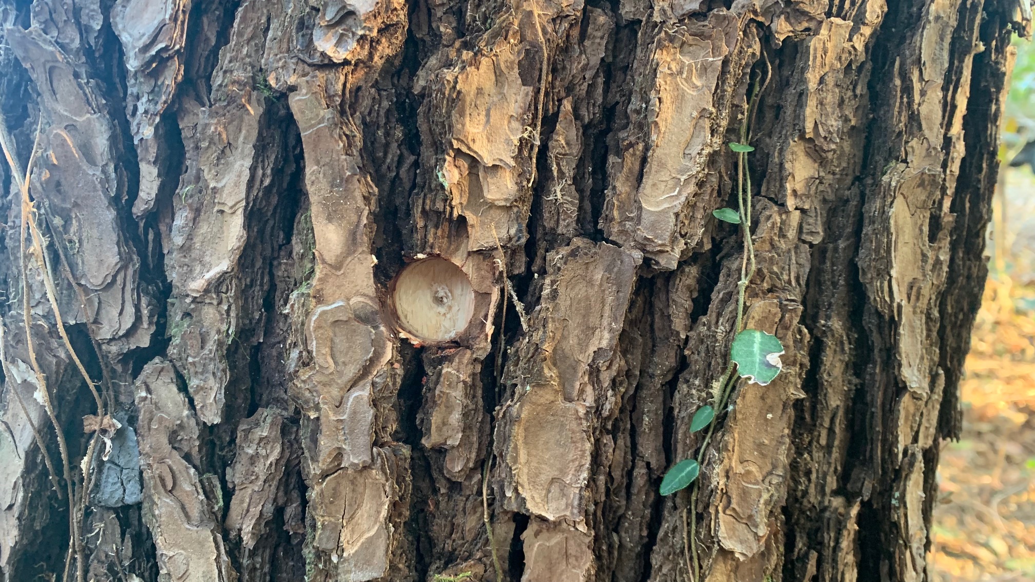 Pine weevil damage control in Komono-cho, Mie Prefecture (Injecting chemicals in — Sentei-ya Sora, Mie Prefecture