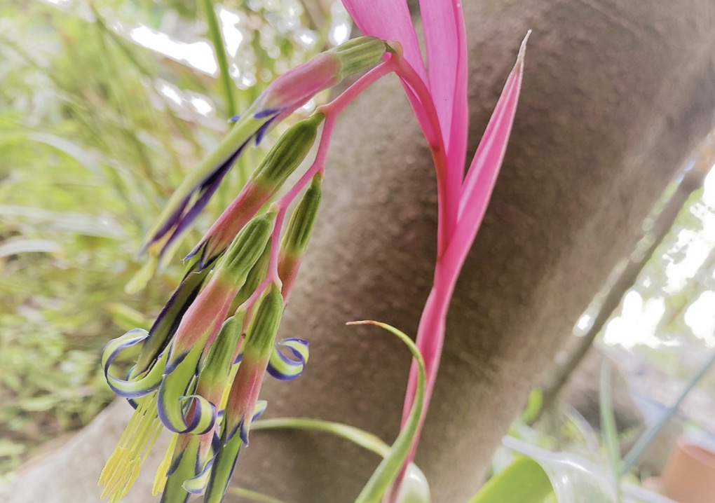 瓔珞または女王の涙。神秘的な植物「ヨウラクツツアナナス」