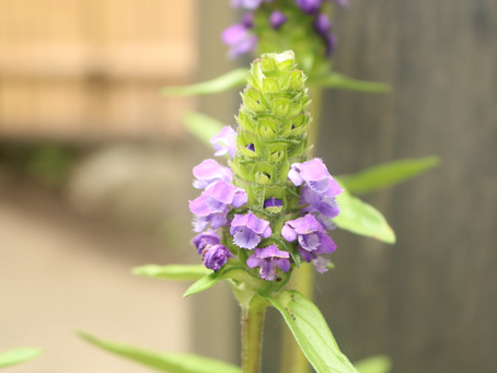 海の生き物に似てるからじゃない!ウツボグサ