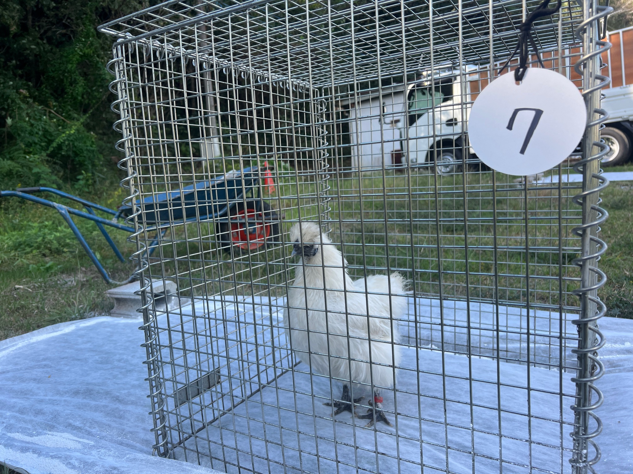 Ukokkei, a Japanese national natural monument chicken breed