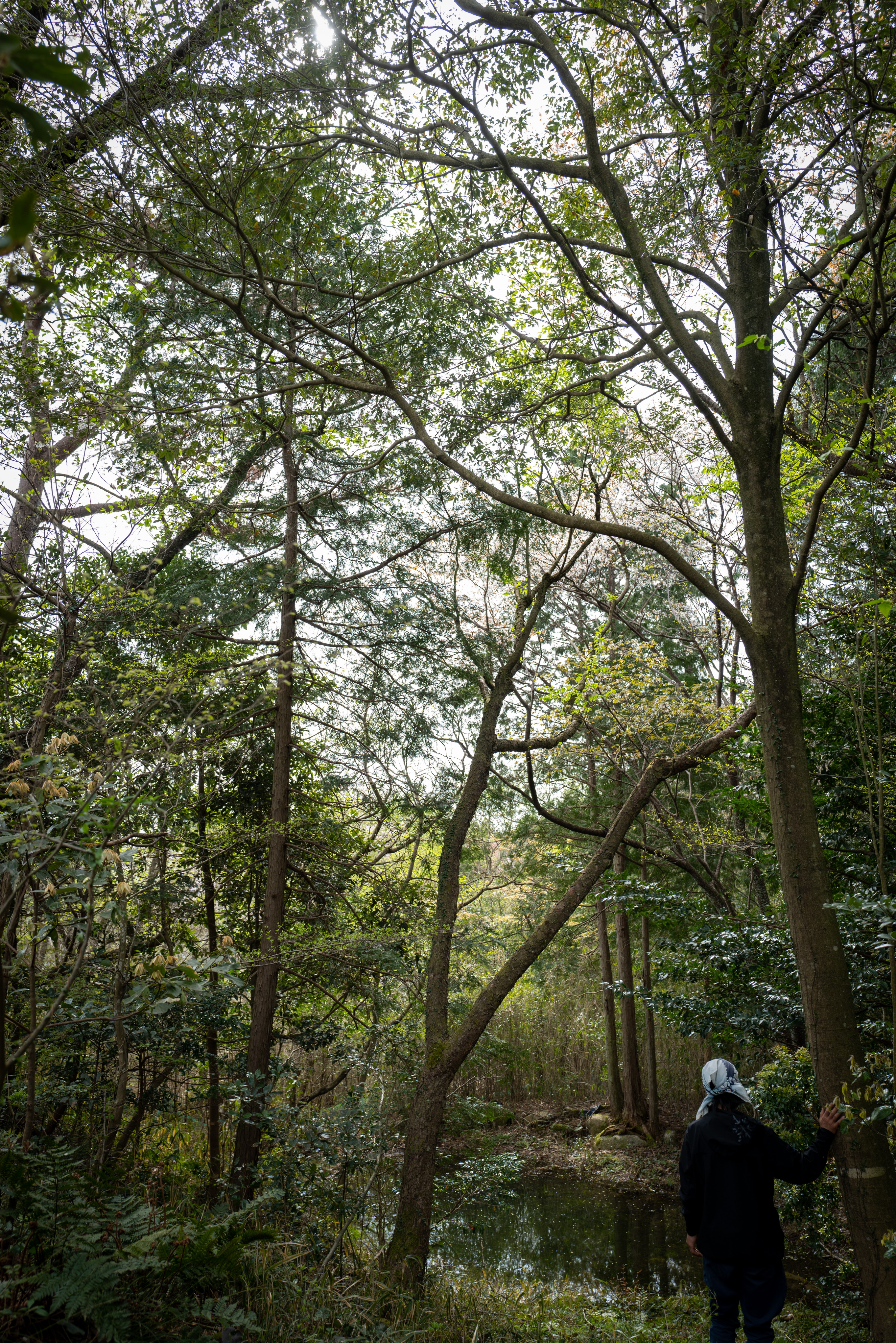 Bioremediation through Forests