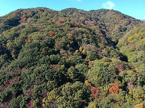 三重県の管理された山林の紅葉風景