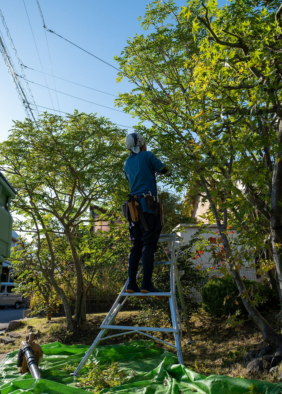 三重県 剪定 シマトネリコ