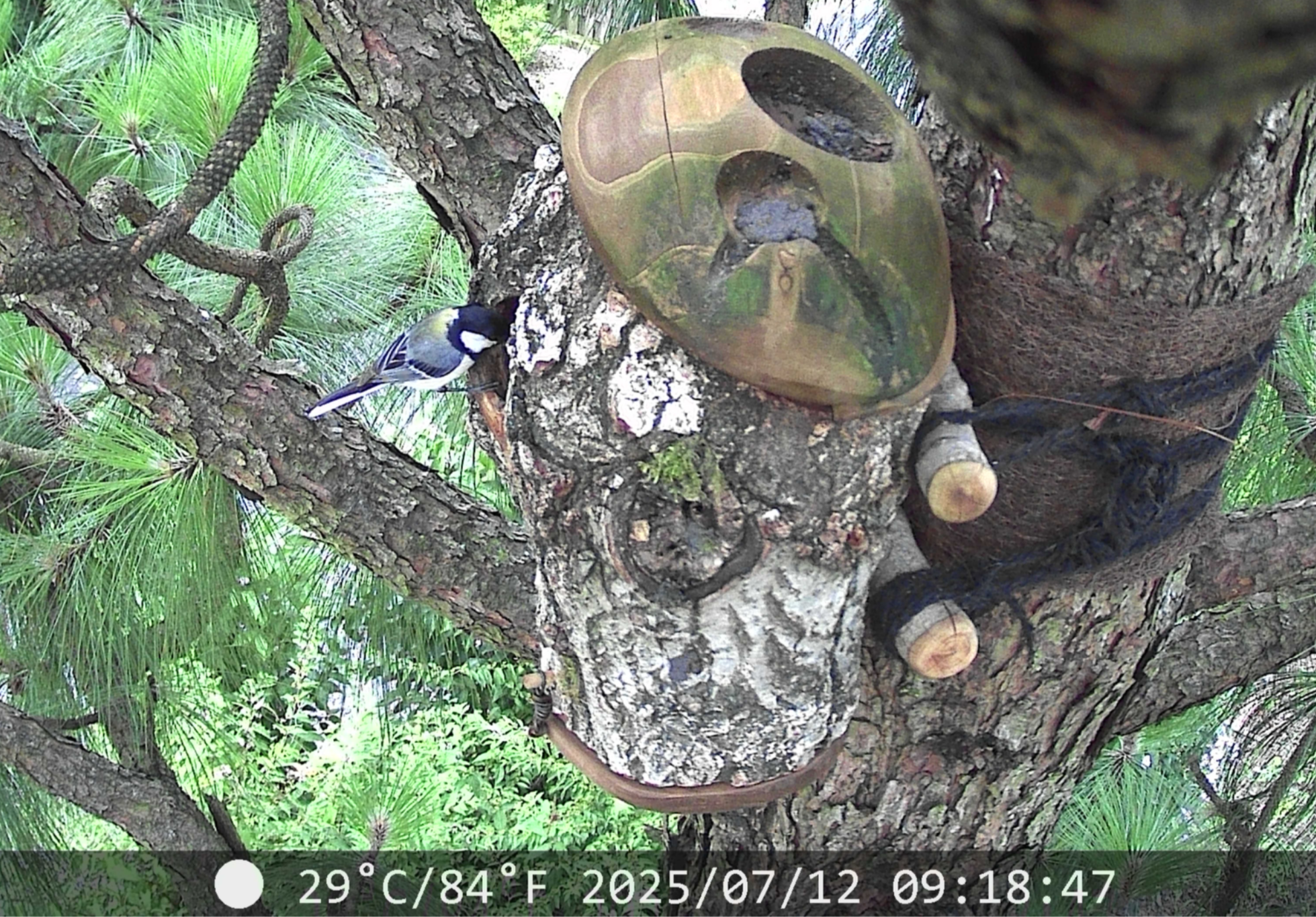 Great Tit entering an artificial acorn cap nest box installed on a pine tree at Sanpo-michi garden