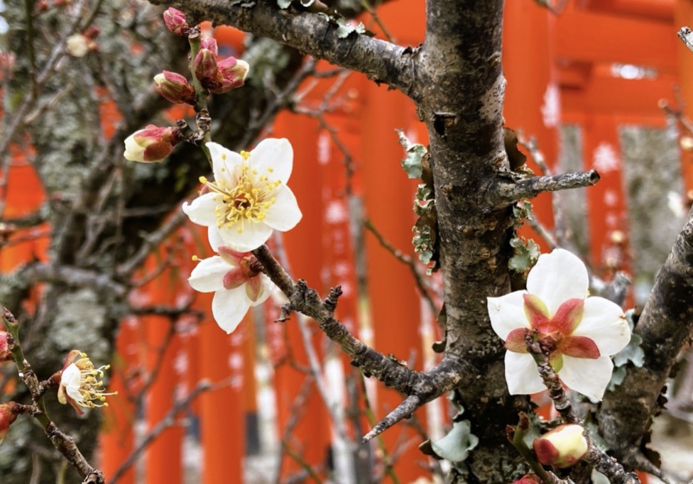 白梅と天神様——全国の天満宮に梅が植えられている理由