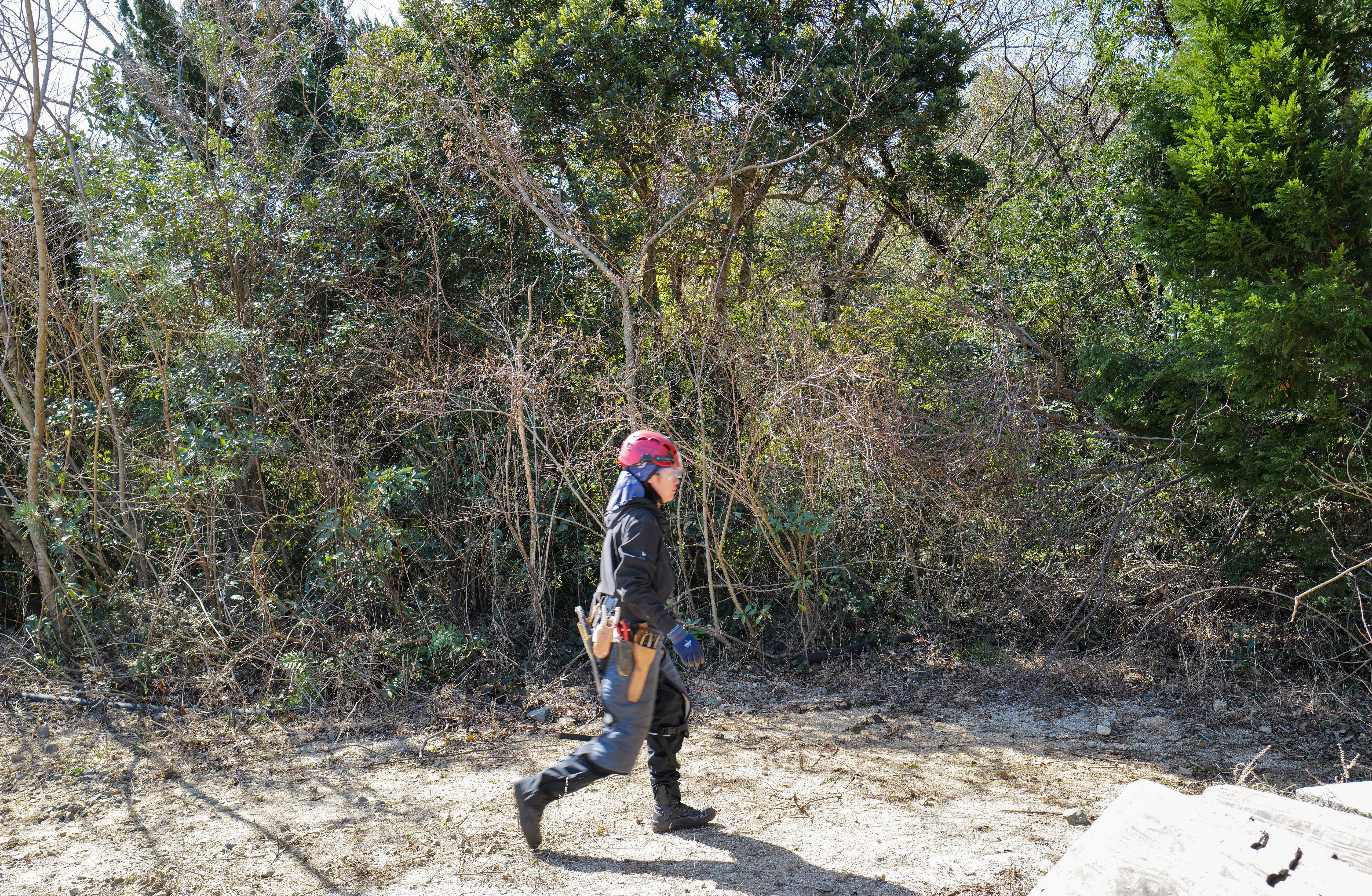 Mixed broadleaf conifer forest management in Mie Prefecture Japan, year three maintenance work