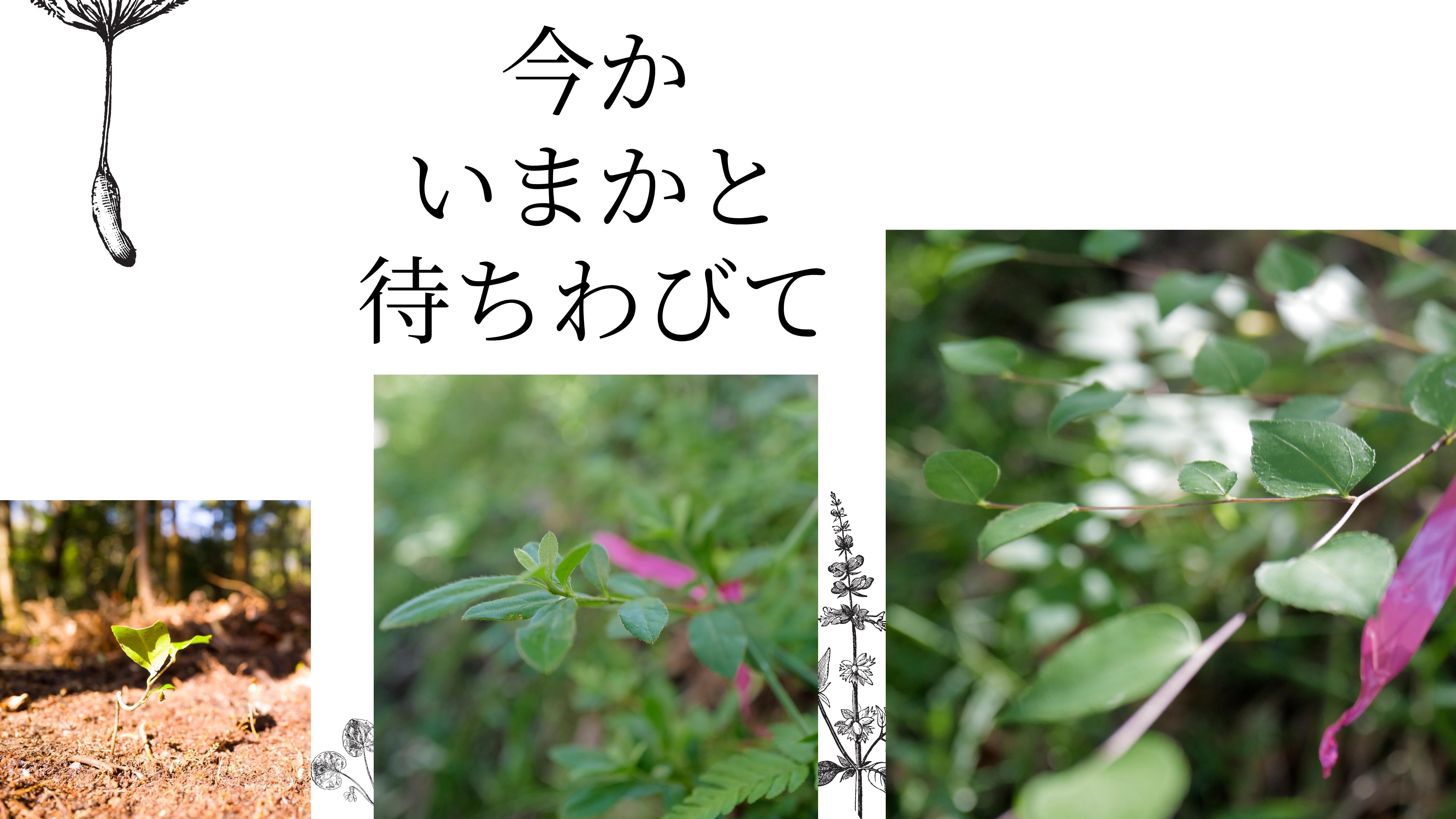 Eagerly anticipating the forest harvest season — Sentei-ya Sora, Mie