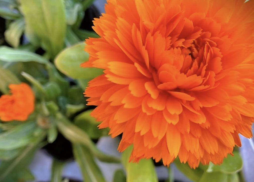 Calendula, and its Language of Flowers