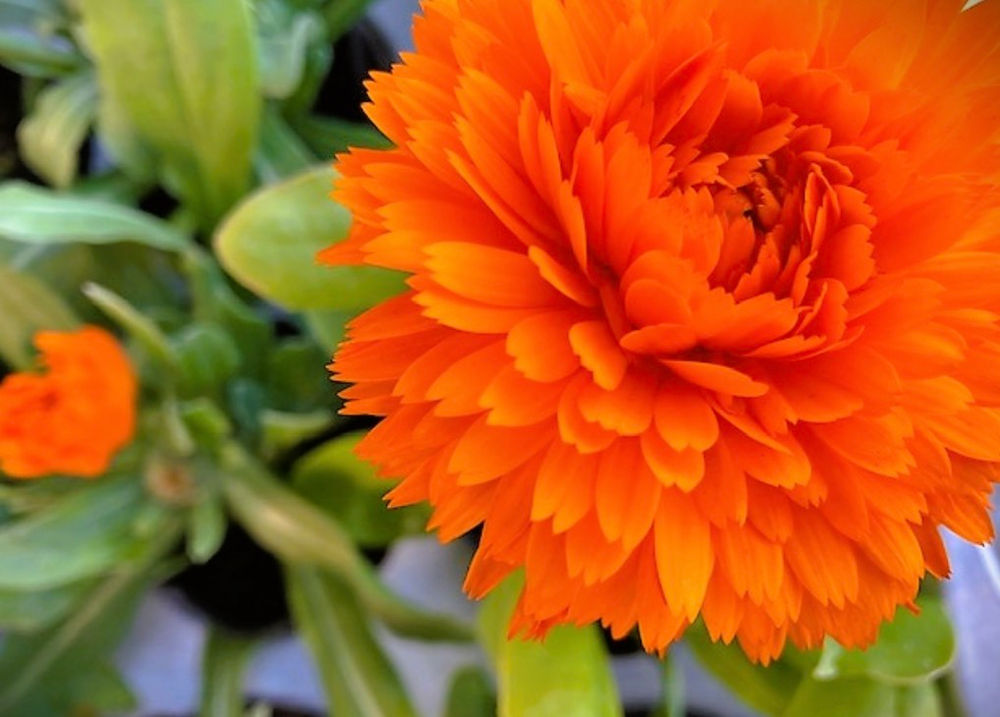 悲しい花言葉をもつ太陽の花 カレンデュラ キンセンカ 三重県剪定伐採お庭のお手入れ専門店 剪定屋空