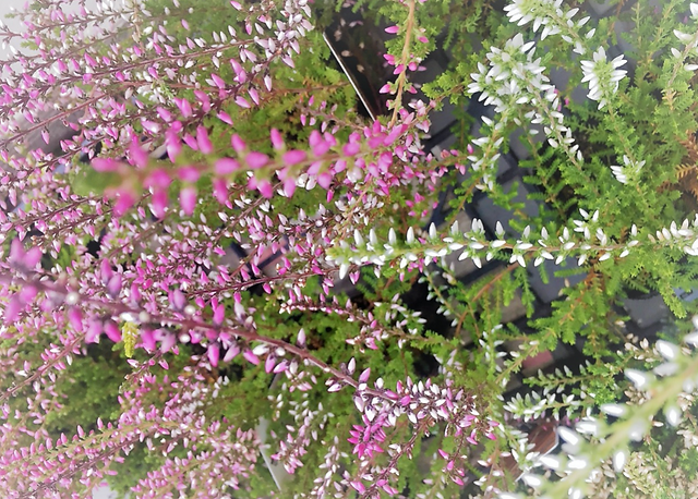 春を感じるパステルカラーのやさしい色調 冬咲き カルーナ ガーデンガールズ 剪定屋空 春を感じるパステルカラーのやさしい色調 冬咲き カルーナ ガーデンガールズ 剪定屋空