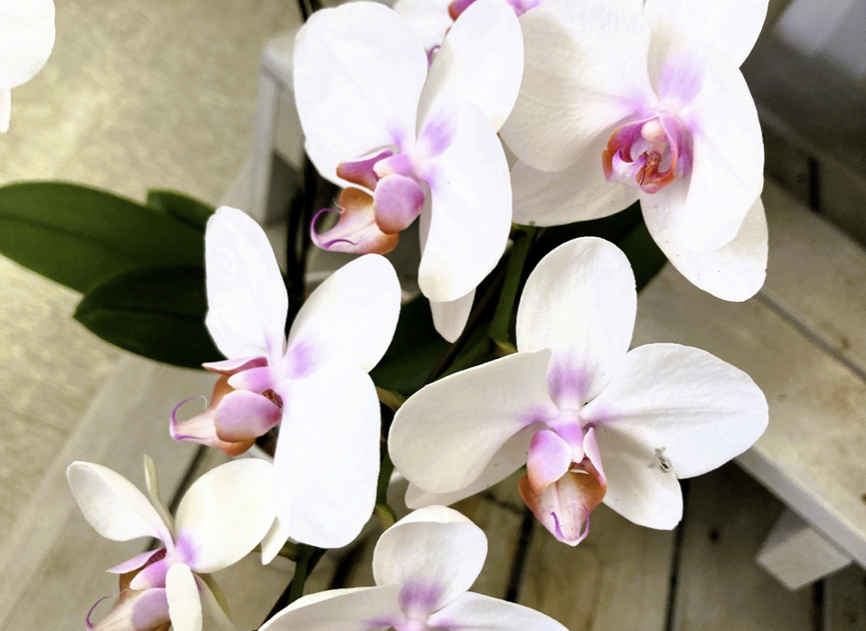 Phalaenopsis orchid arrangement with three stems, Japanese celebration gift