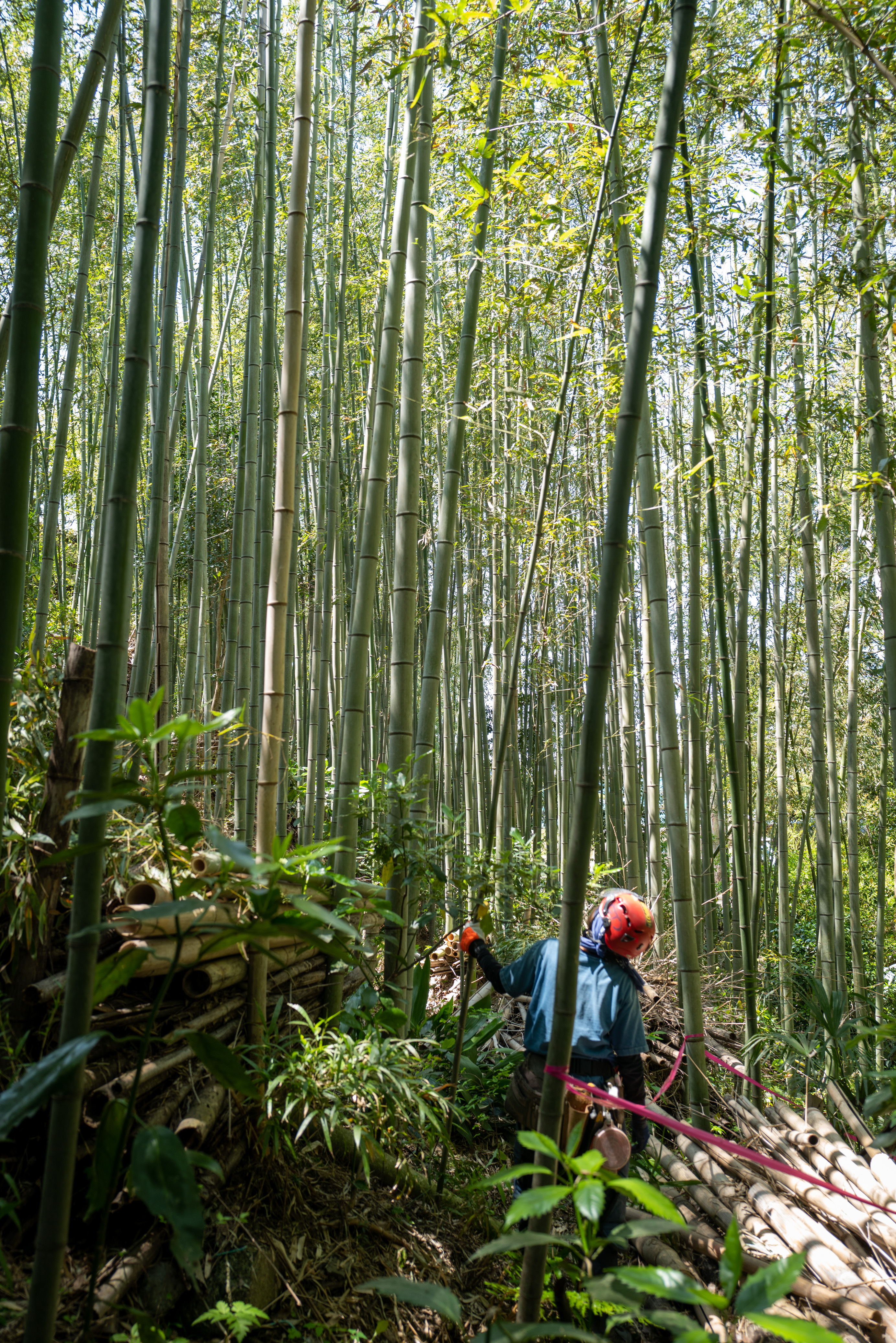 Bamboo forest management at Hōin-ji, Kameyama, Mie Prefecture — biodiversity coexistence area certification fieldwork