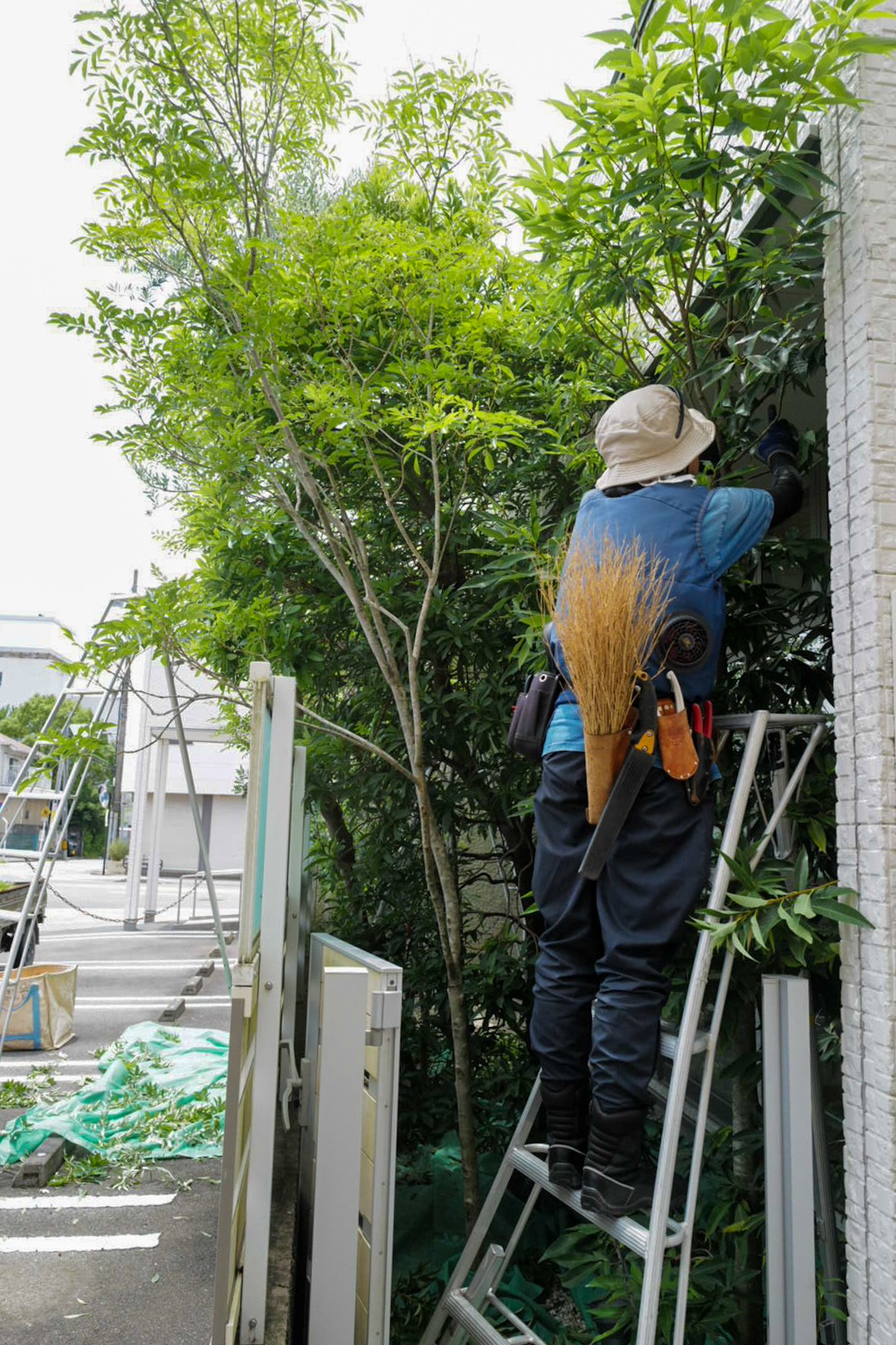 津市 矯正歯科 壁面沿いの剪定 剪定屋空