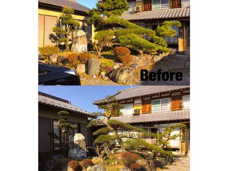 菰野町剪定|黒松の剪定作業