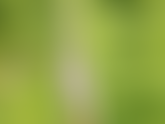 ヤングコーンみたいなかわいい植物！クガイソウ