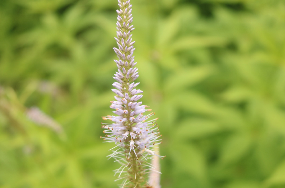ヤングコーンみたいなかわいい植物 クガイソウ三重県剪定伐採お庭のお手入れ専門店 剪定屋空 ヤングコーンみたいなかわいい植物 クガイソウ三重県剪定伐採お庭のお手入れ専門店 剪定屋空