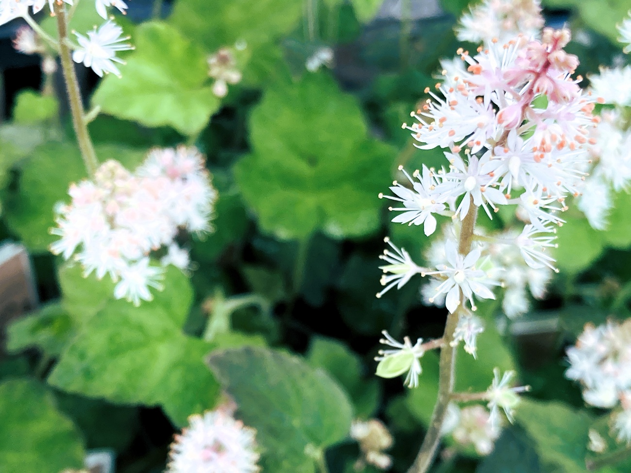 ティアレラの花穂 — 初夏の日陰に咲く小さな花火のような宿根草