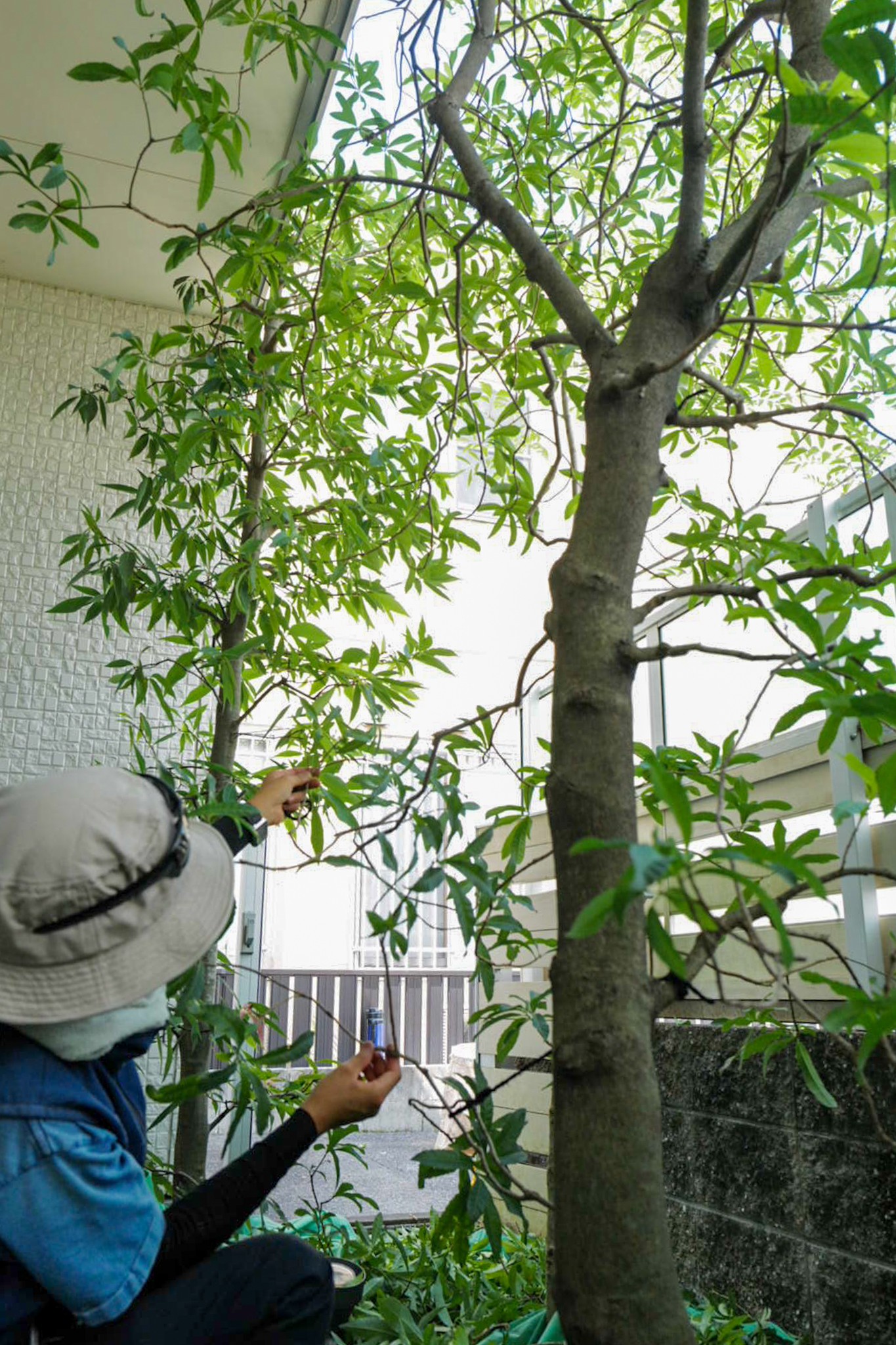 津市 矯正歯科 緑地の手入れ 剪定屋空