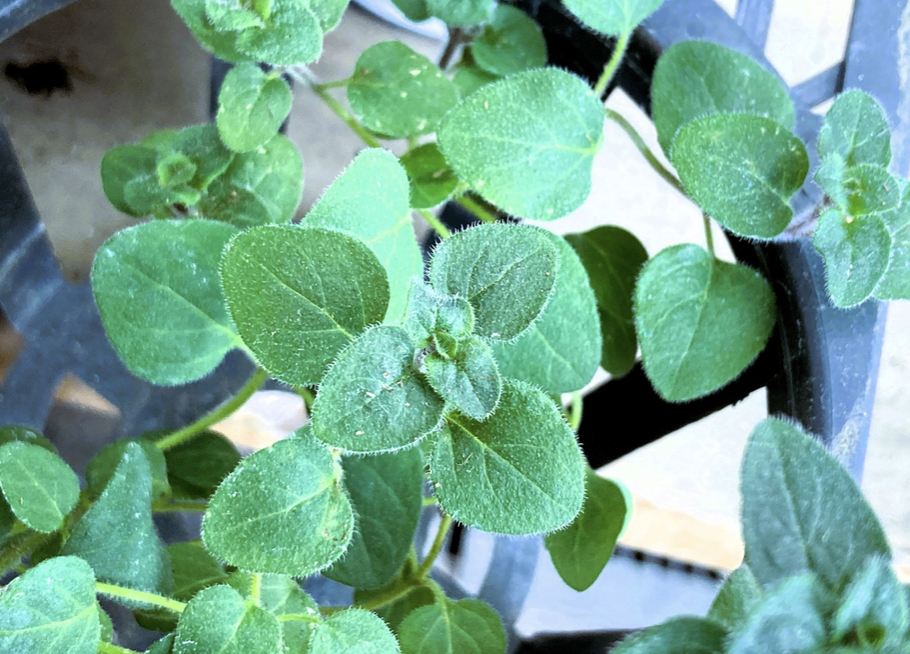 Oregano as a Natural Antibiotic — The Herb That Fights Bacteria and Blooms Hot a