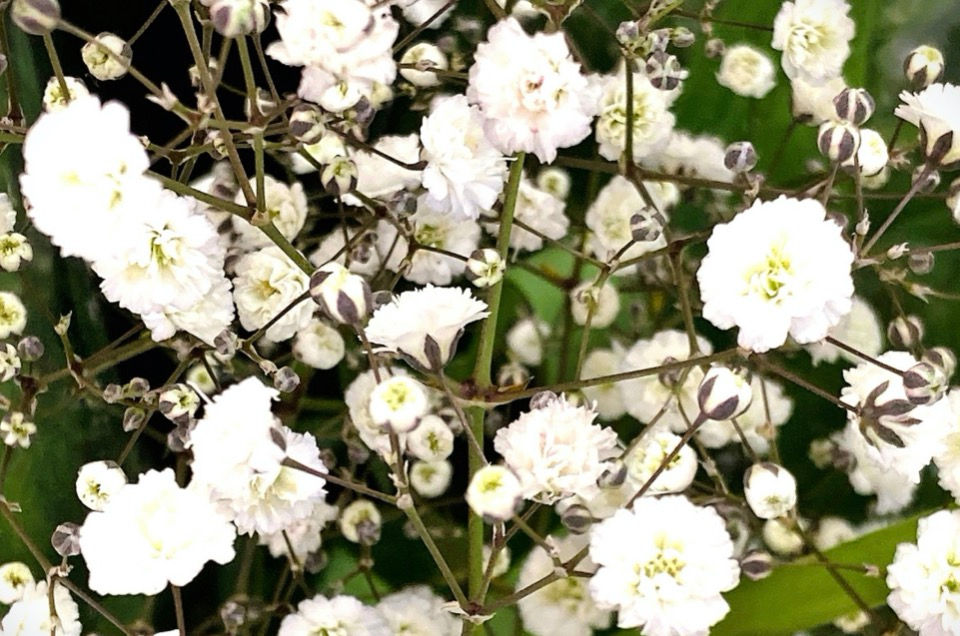 花言葉は幸福と感謝。幸せのモチーフ「カスミソウ」