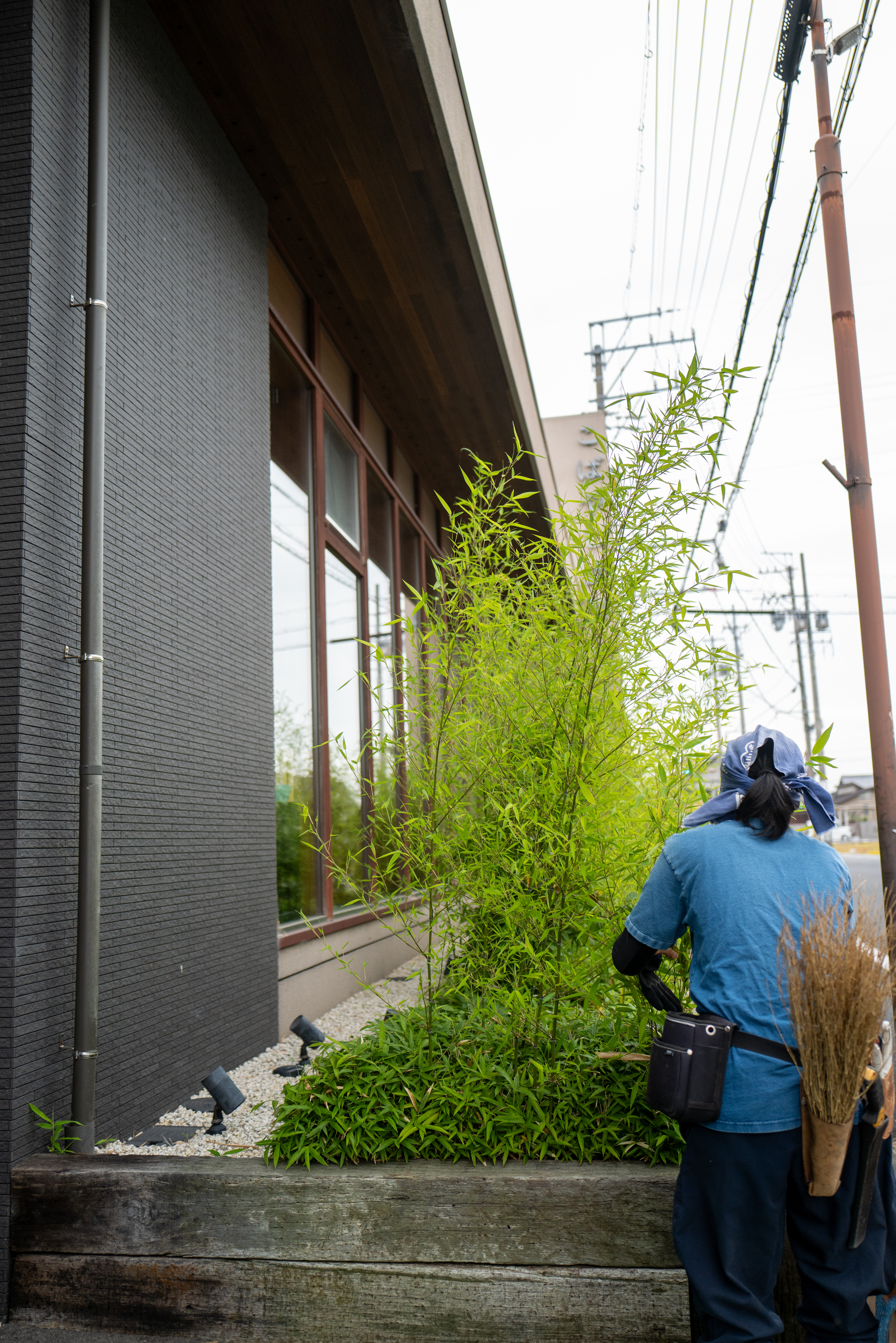 道路沿い竹・笹の間引き作業