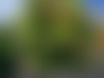 【伐採施工事例】三重県四日市市にて伐採作業を実施しました。