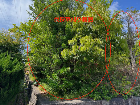 【伐採施工事例】三重県四日市市にて伐採作業を実施しました。