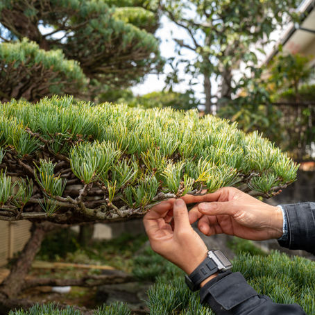 桑名市にて。香る盆栽の女王、五葉松の剪定。