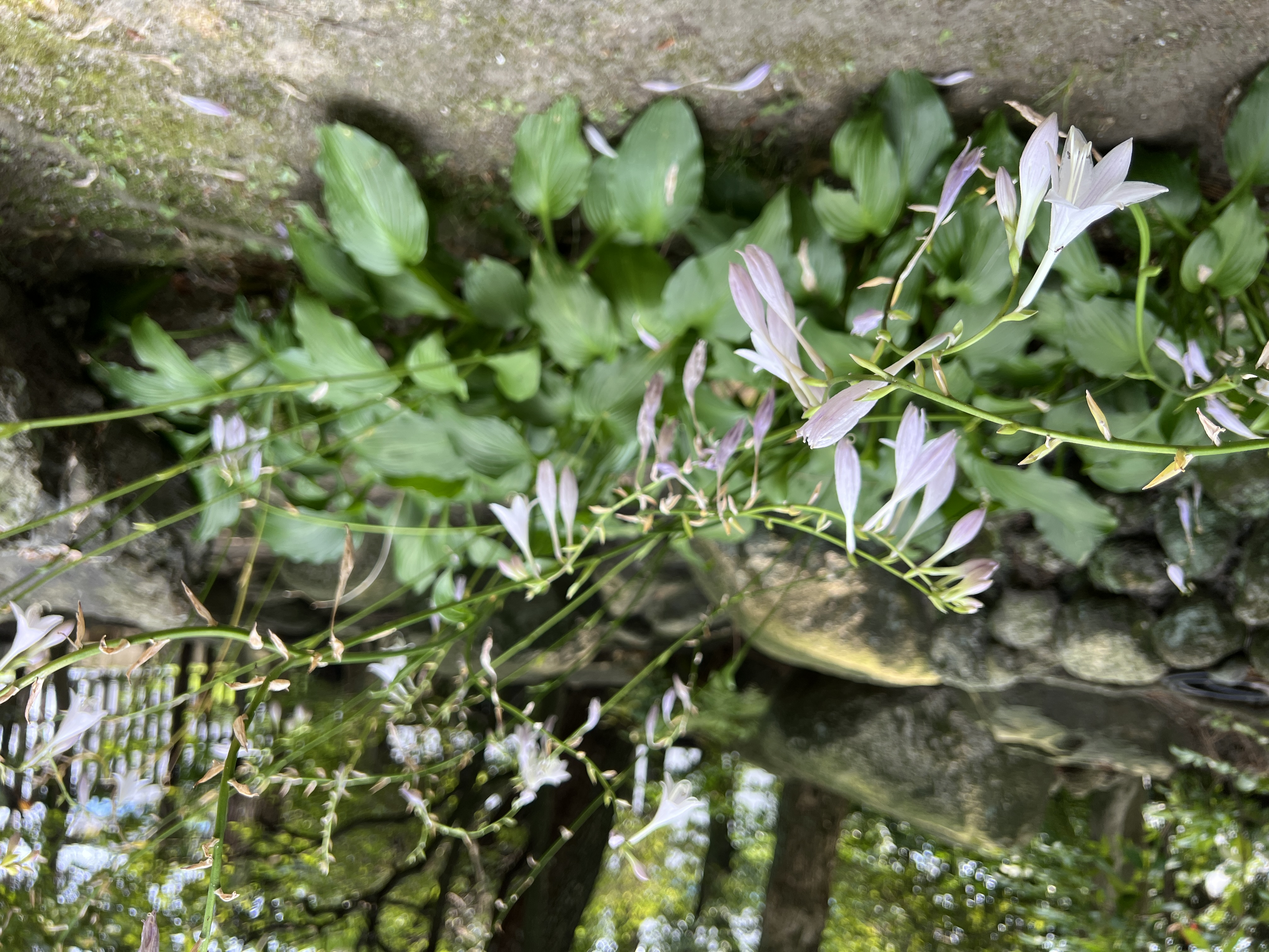Hosta flowers blooming in the garden at Yokkaichi Harbor Onoe Villa, adding seasonal beauty to the landscape