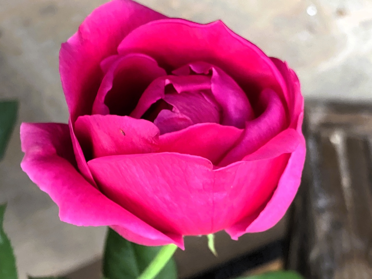 クリムゾングローリー 深紅のバラ 花 美しい