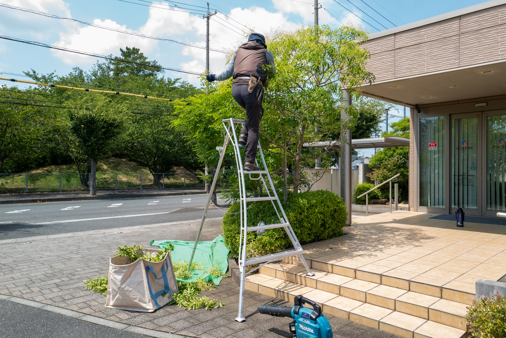 さくらじま内科様の前でシマトネリコを剪定する作業風景