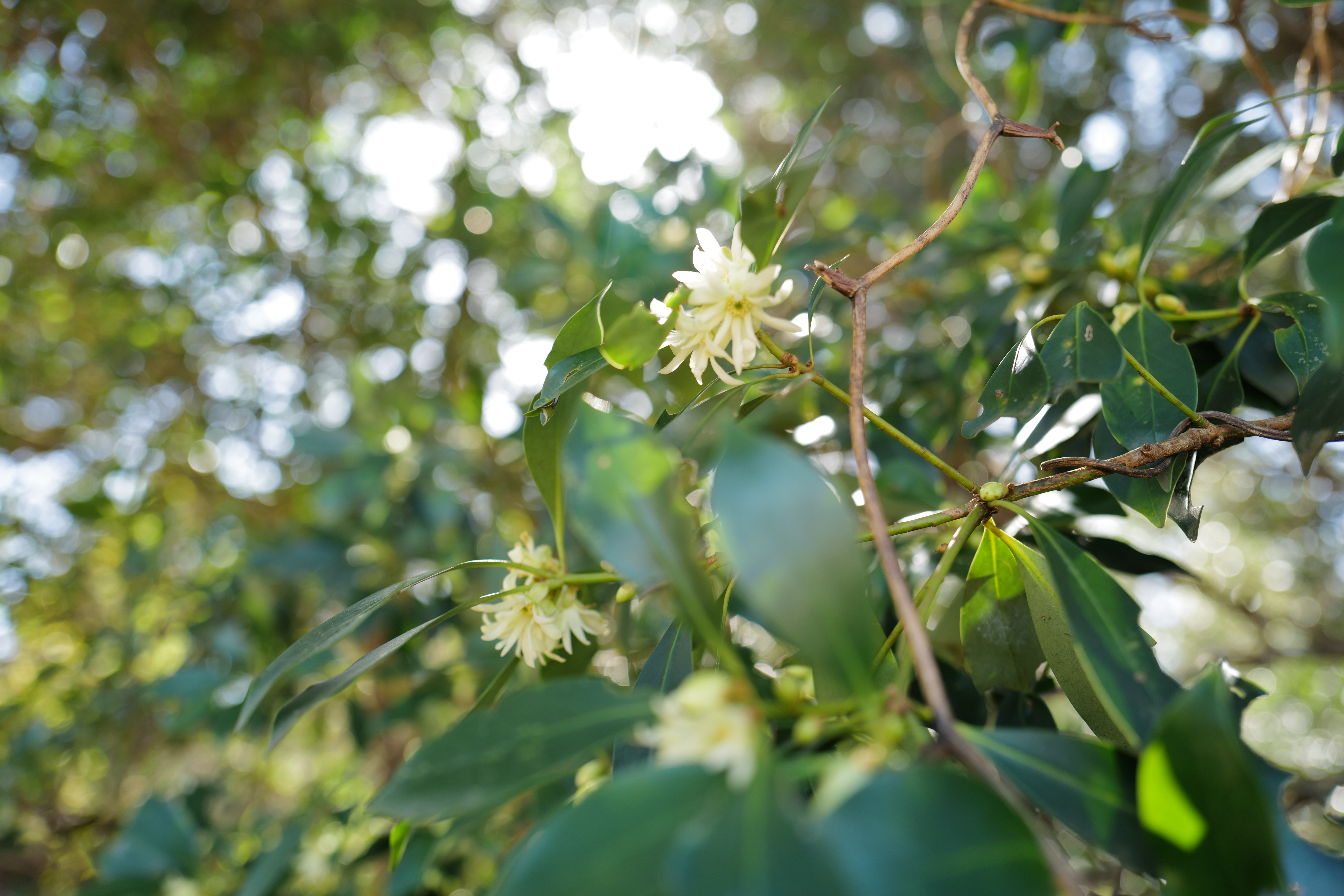 Satoyama forest in Mie Prefecture — three years of gradual restoration