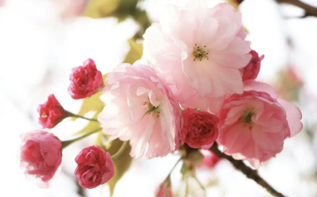 桜 ソメイヨシノ 花びら 春 剪定屋空
