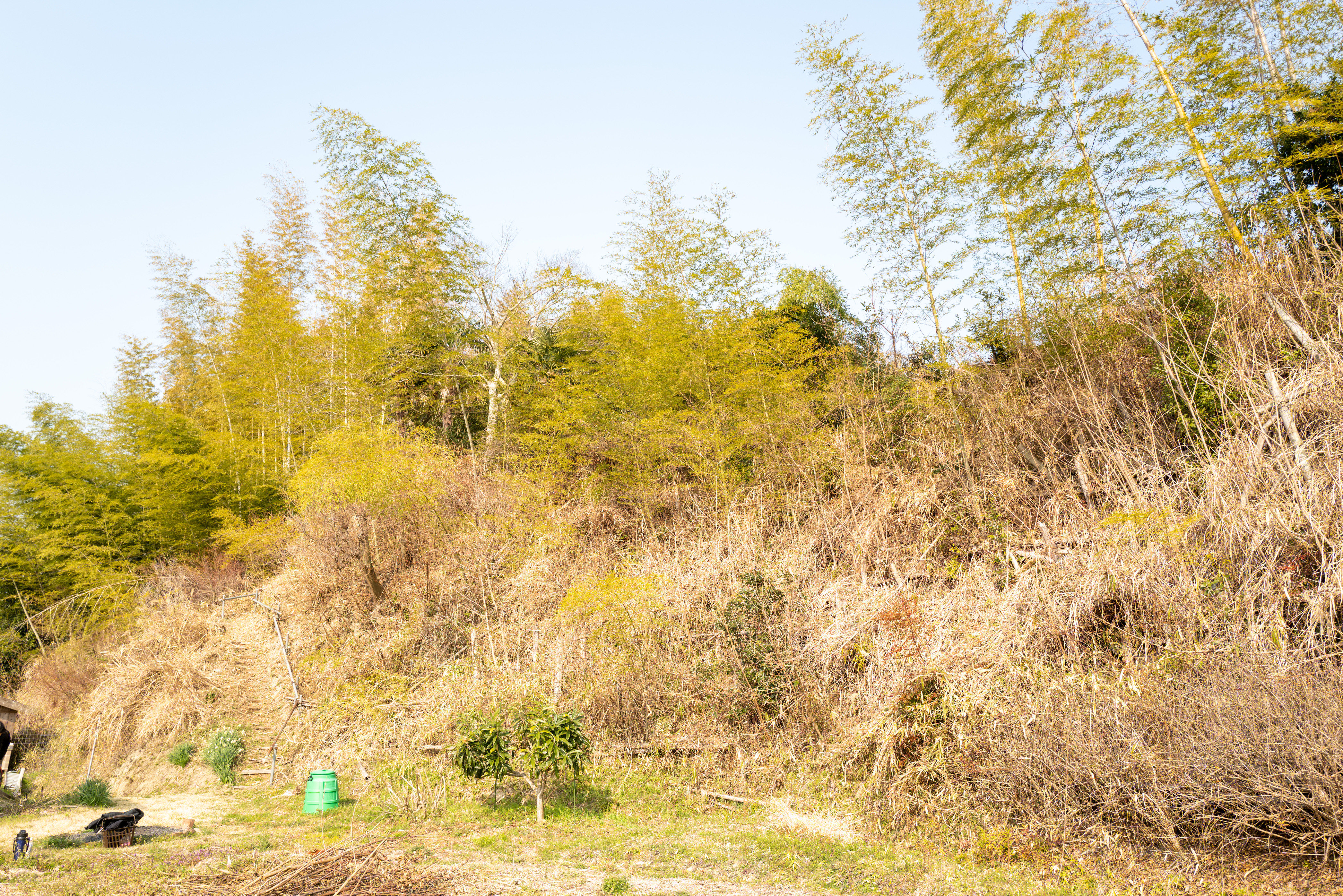 Bamboo Forest Maintenance