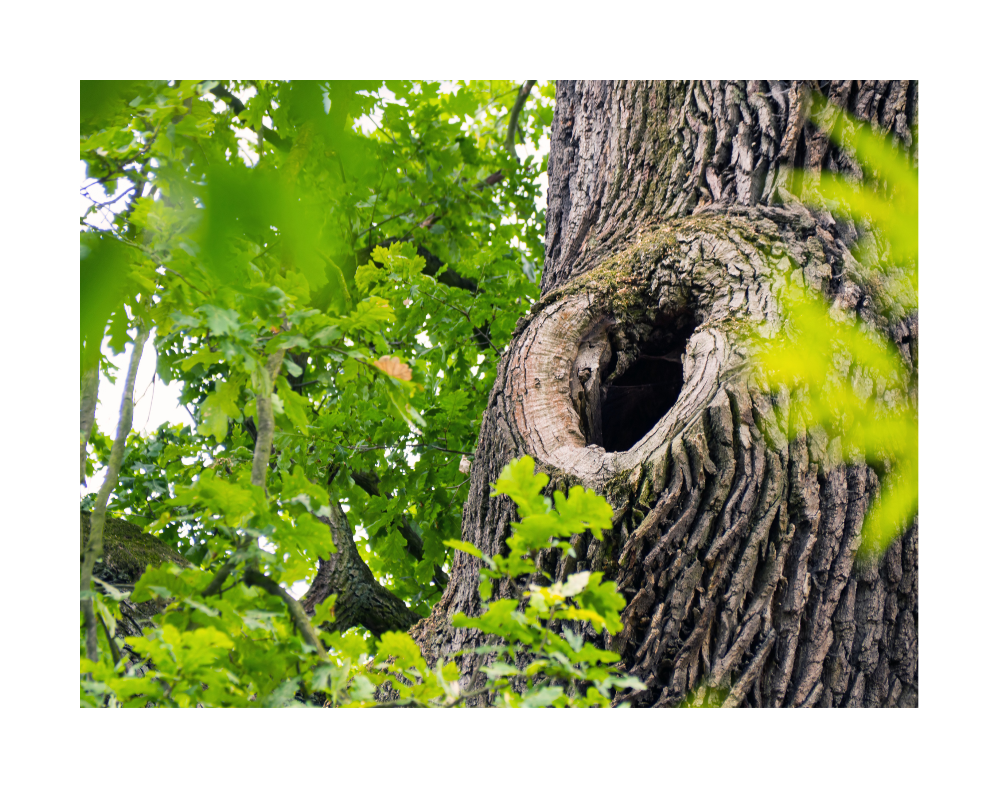 Artificial nest cave (jinko sudoana) installation for biodiversity-enriching garden management in Mie Prefecture
