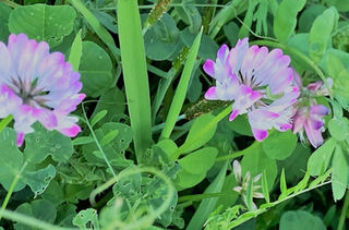 ココロ和らぐ紅紫色の素朴な花 レンゲソウ Static Wixstatic Com Media B9f5 f7ada0d2ffeefde045 Mv2 Jpg V1 Fit W 922 2ch 610 2cal C 2cq 80 File Jpg21 05 07t03 25 09 5z