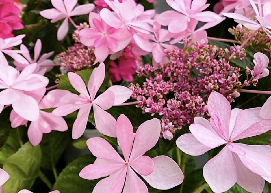 実は毒性も?雨の季節を彩る人気の花「アジサイ」