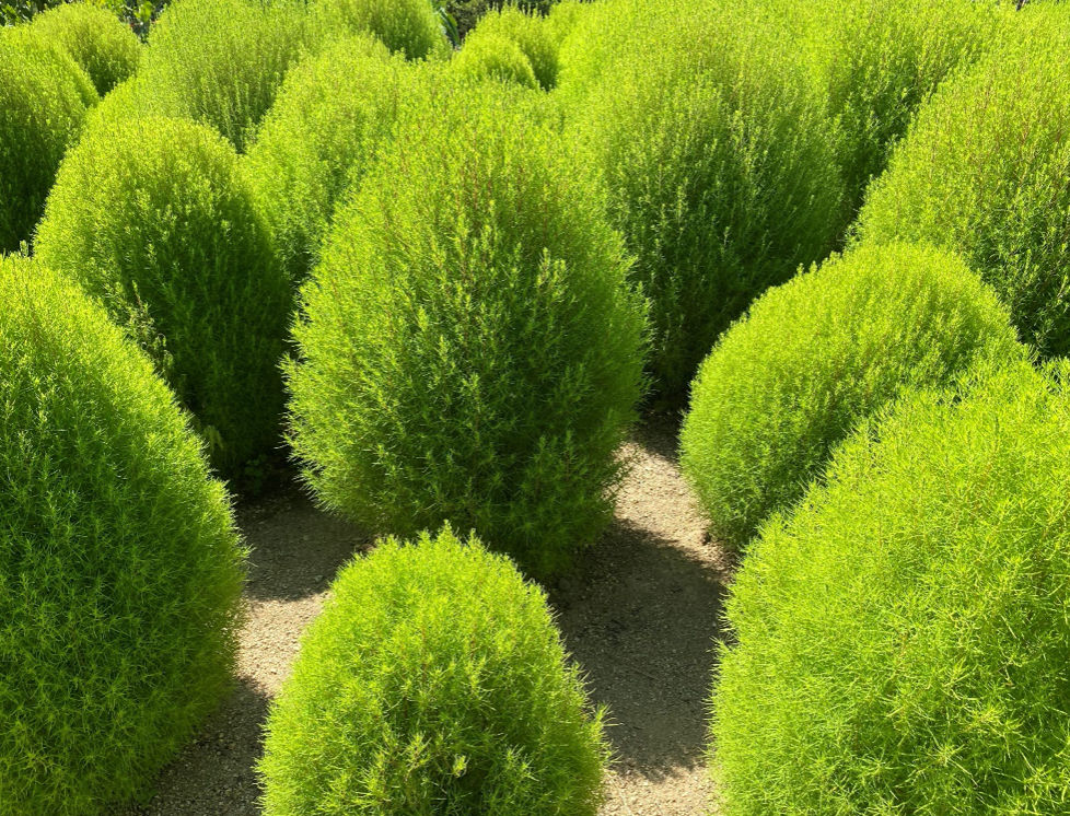 ホウキに変身 それはコキア Static Wixstatic Com Media B9f5 a716bb021a8c990b6a Mv2 Png V1 Fit W 978 2ch 746 2cal C File Png 09 01t01 44 02 108z