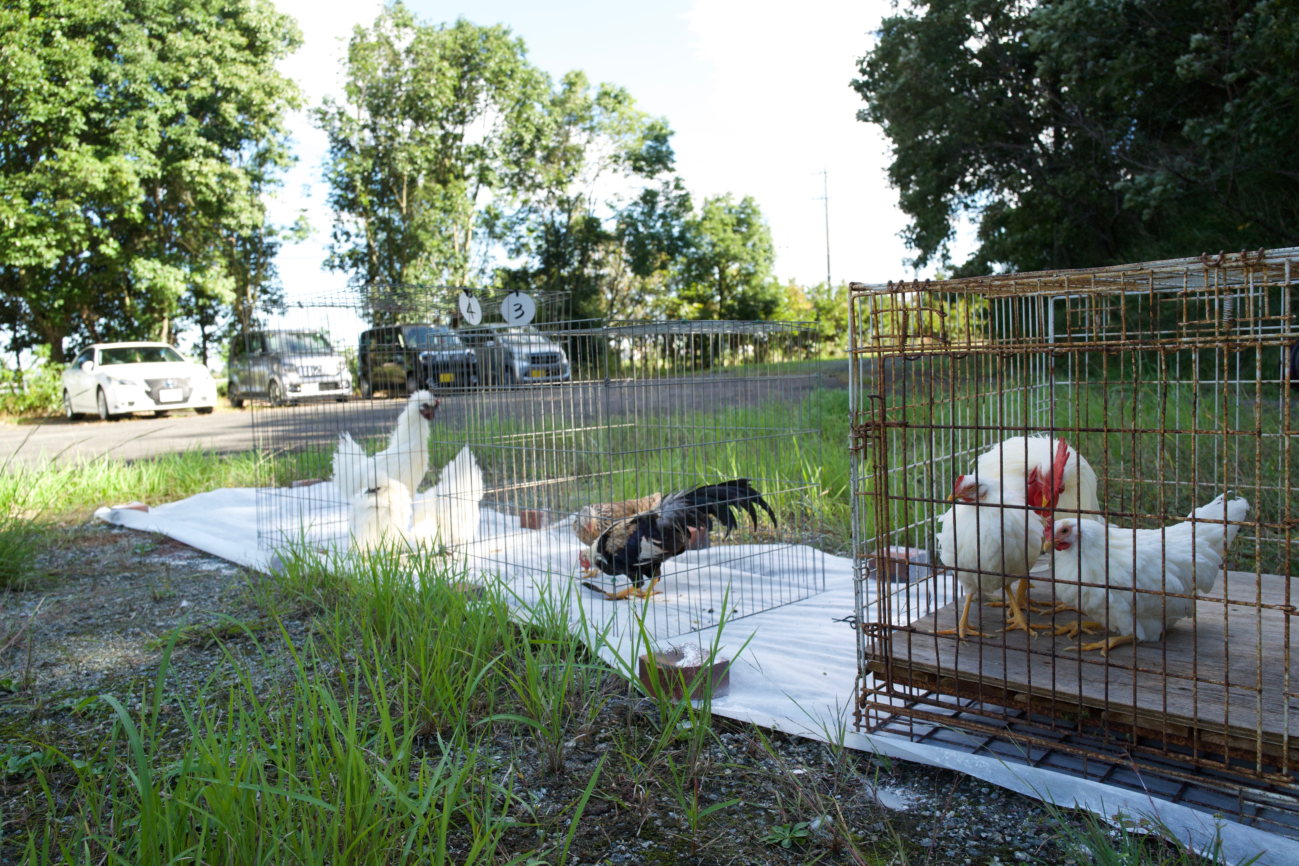 Japan Native Chicken registration review event