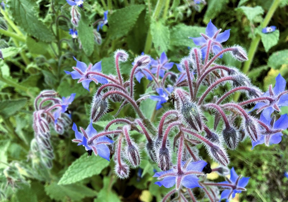Borage star-shaped blue flowers, Madonna Blue herb in a Japanese garden