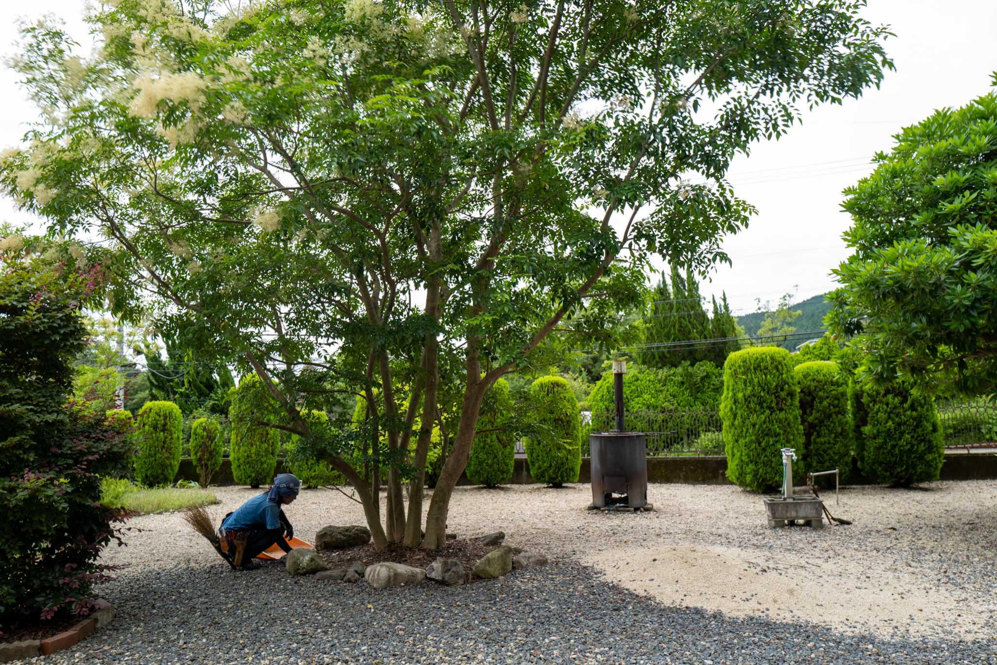手水鉢と焼却炉のある庭でシマトネリコの根元を除草