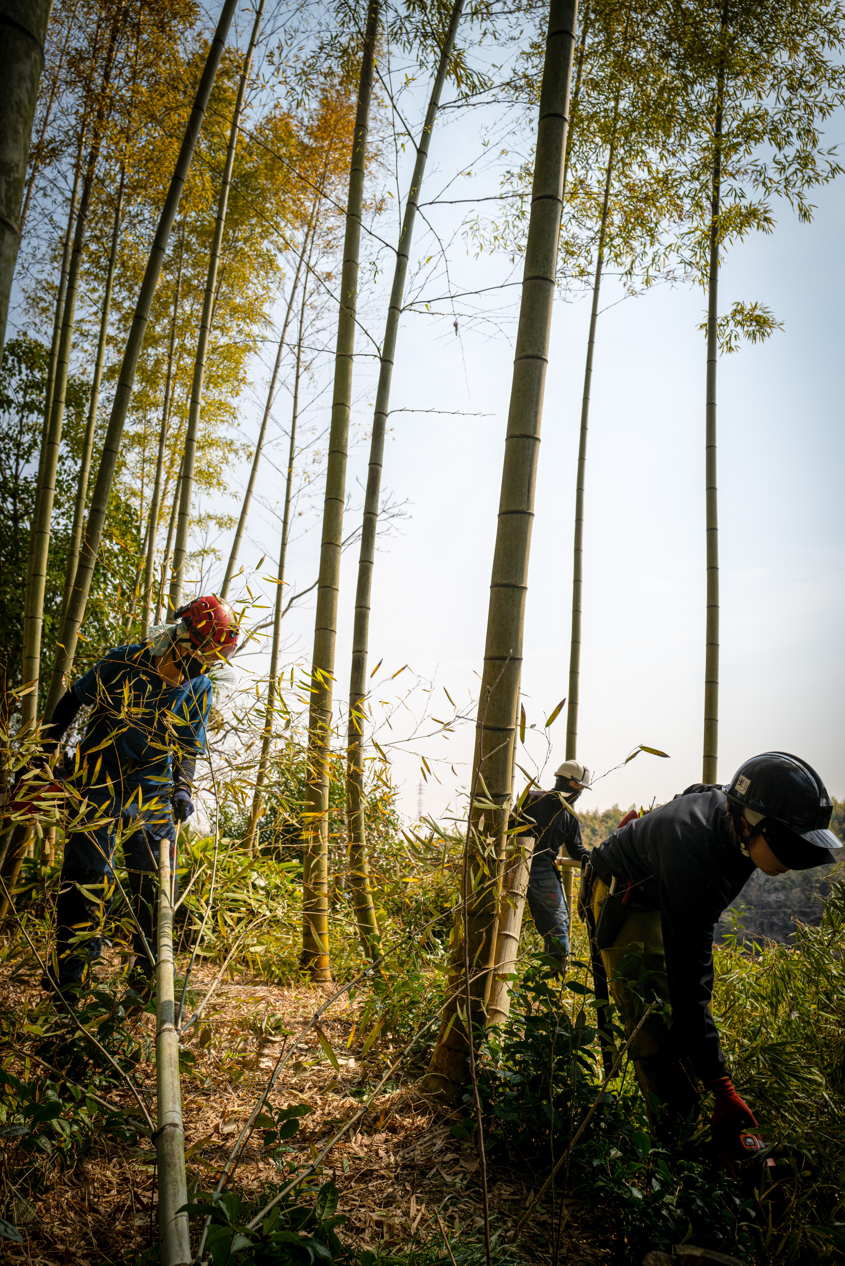 Bamboo Cutting, Mie Prefecture