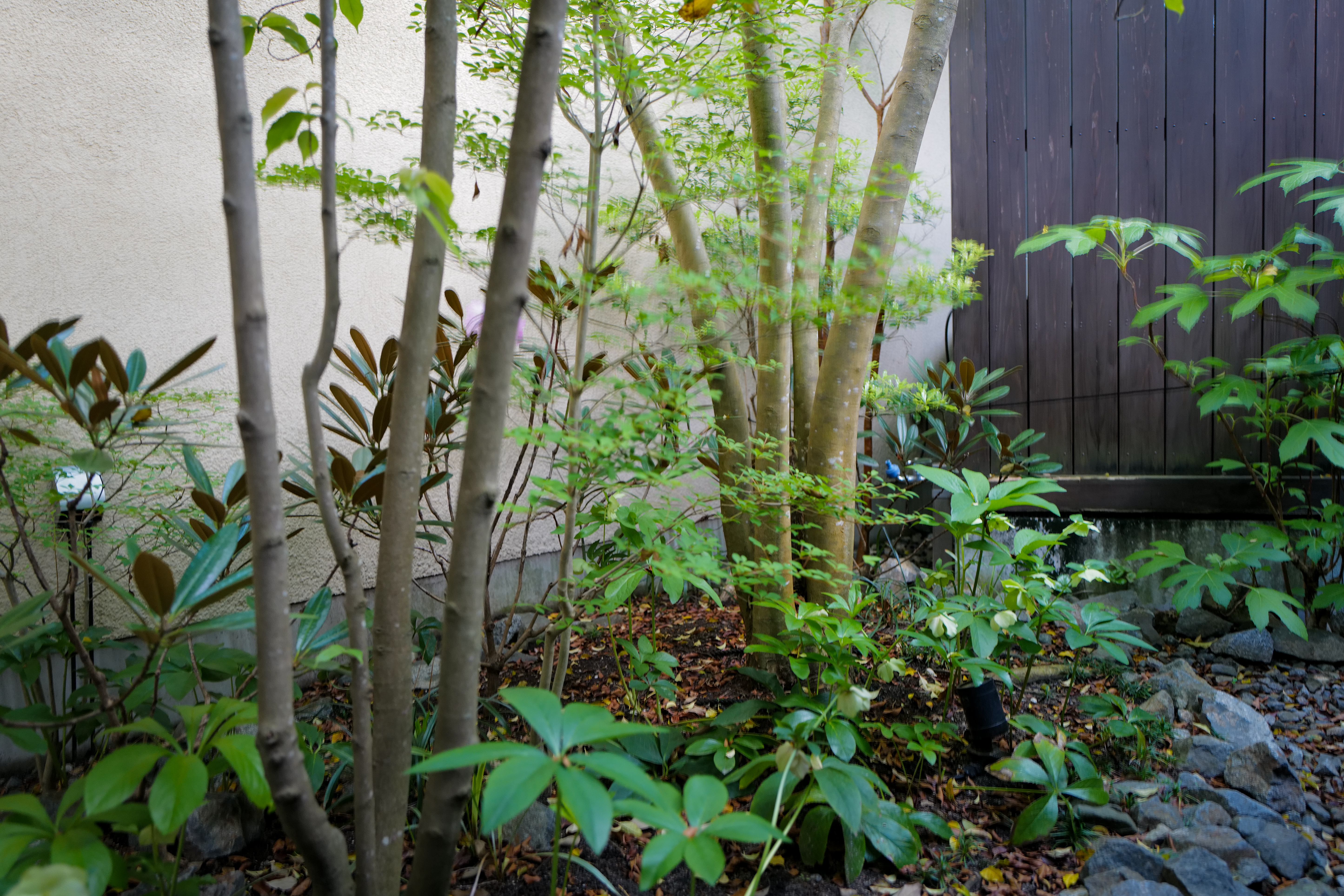鈴鹿市 雑木とシャクナゲの春の庭 剪定屋空