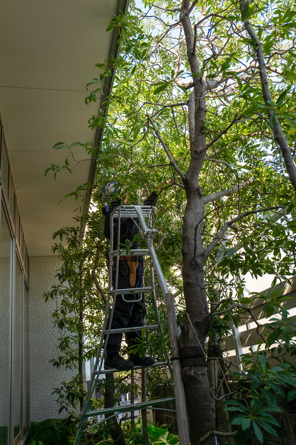 津市|歯科医院の緑地定期管理(12月)|剪定・冬の施肥・駐車場除草