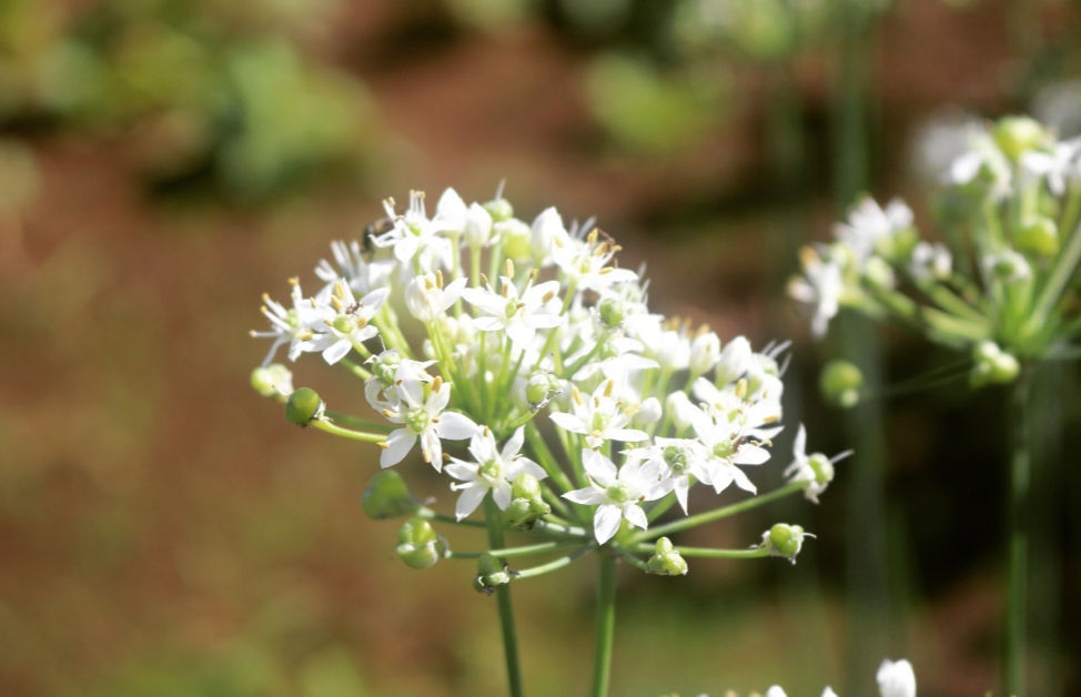 意外 ニラでもこんなに綺麗な花が咲くの