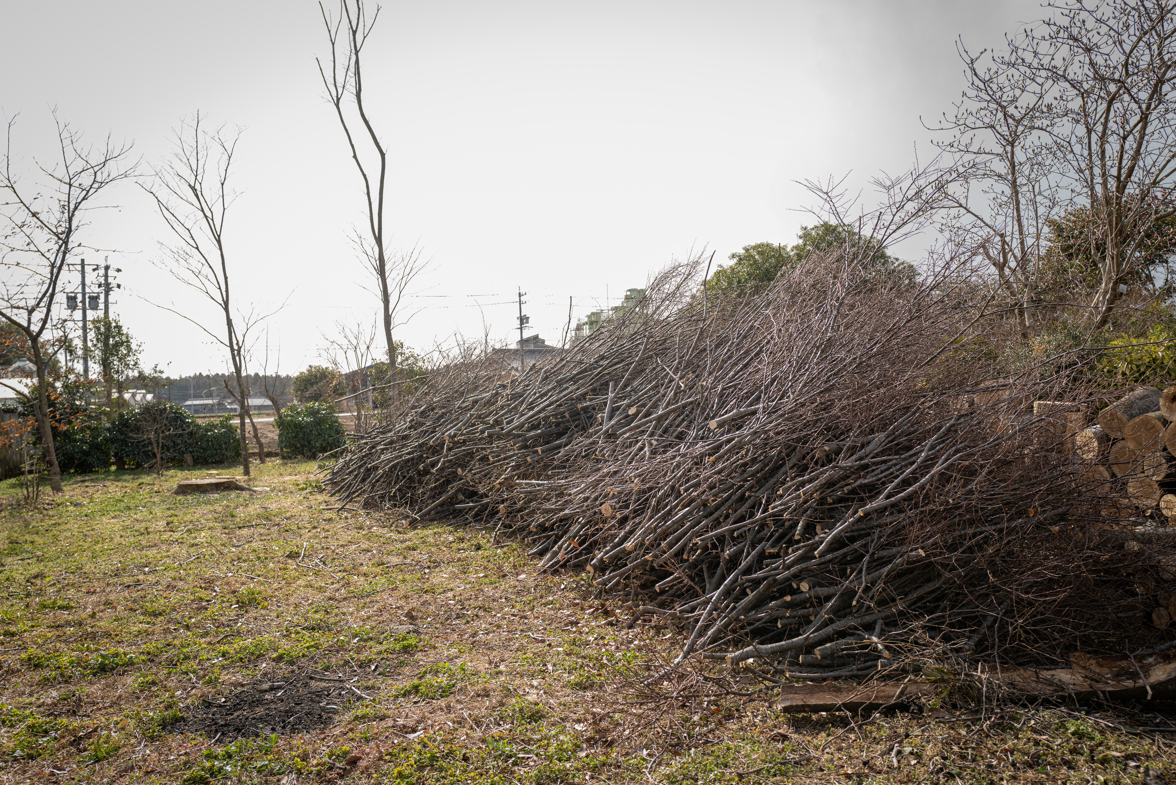 Zelkova tree felling in Yokkaichi City, Mie Prefecture — Sentei-ya Sora