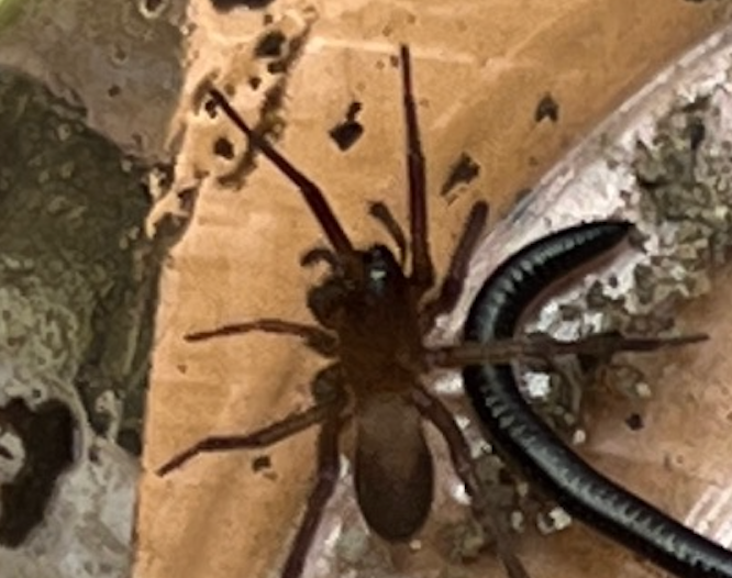 指標生物