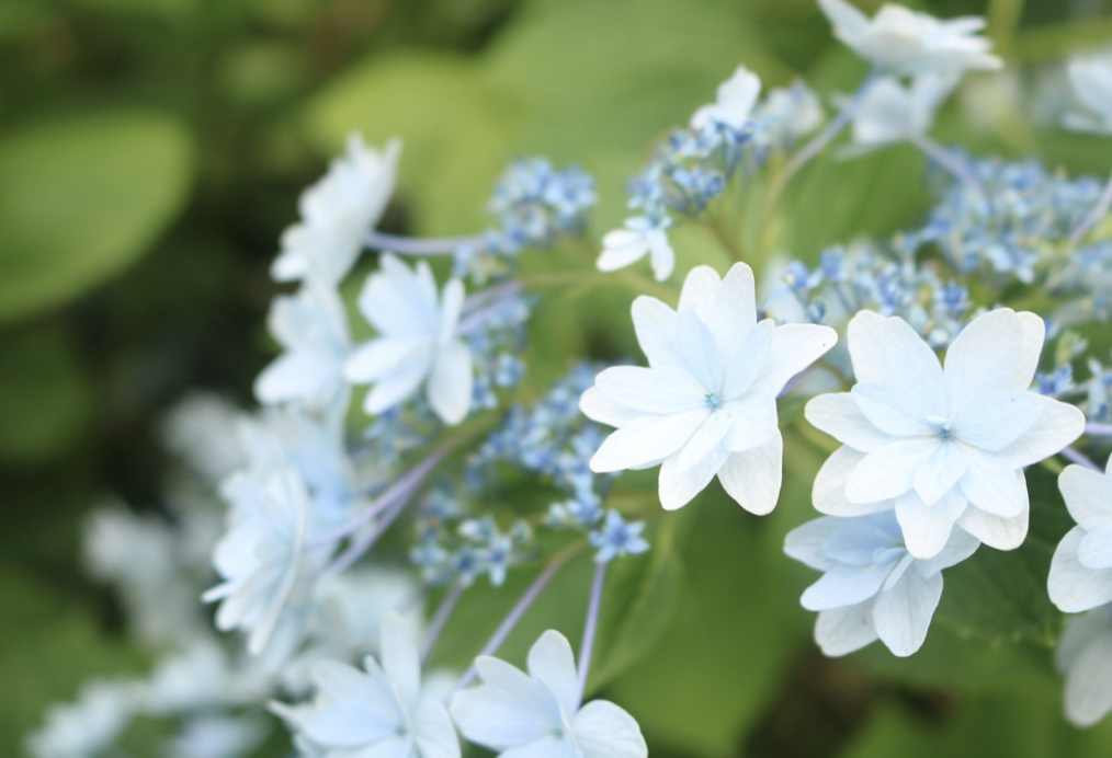 あの有名花火大会の花!打ち上げ花火のような八重咲きのガクアジサイ