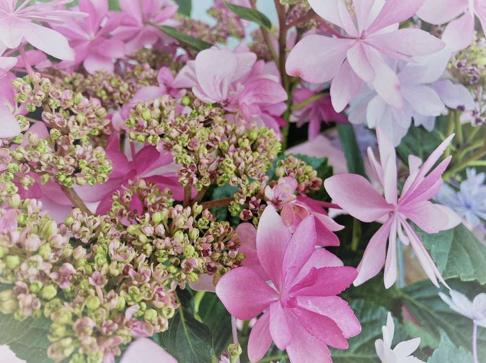 雨と紫陽花。世界中で愛される花「プレミアムアジサイ」